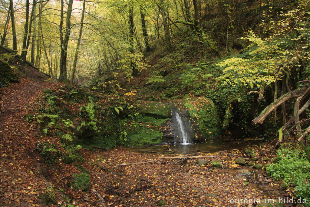 Detailansicht von Auf dem Eifelsteig im Butzerbachtal, Südeifel