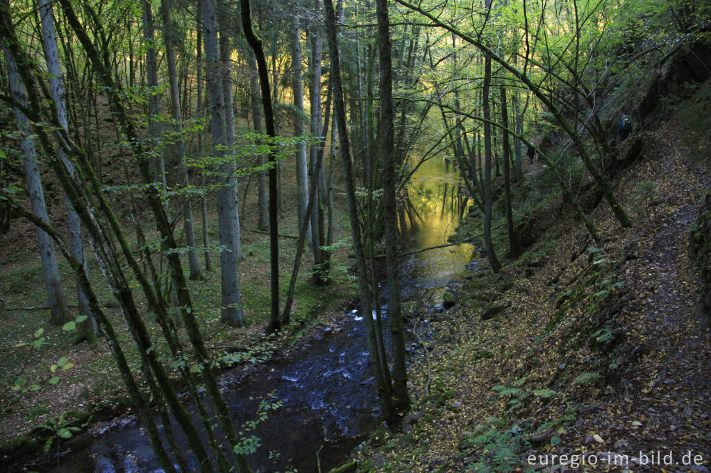 Detailansicht von Auf dem Eifelsteig im Salmtal