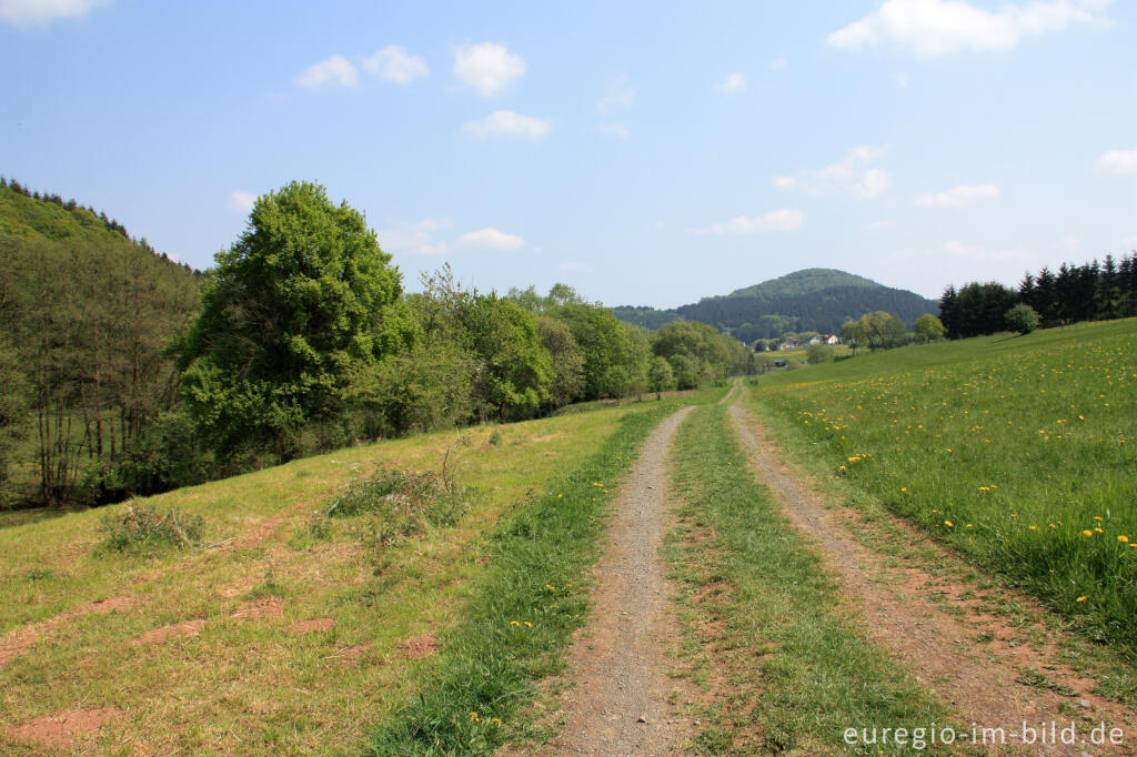 Detailansicht von Auf dem Eifelsteig in der Nähe von Neroth