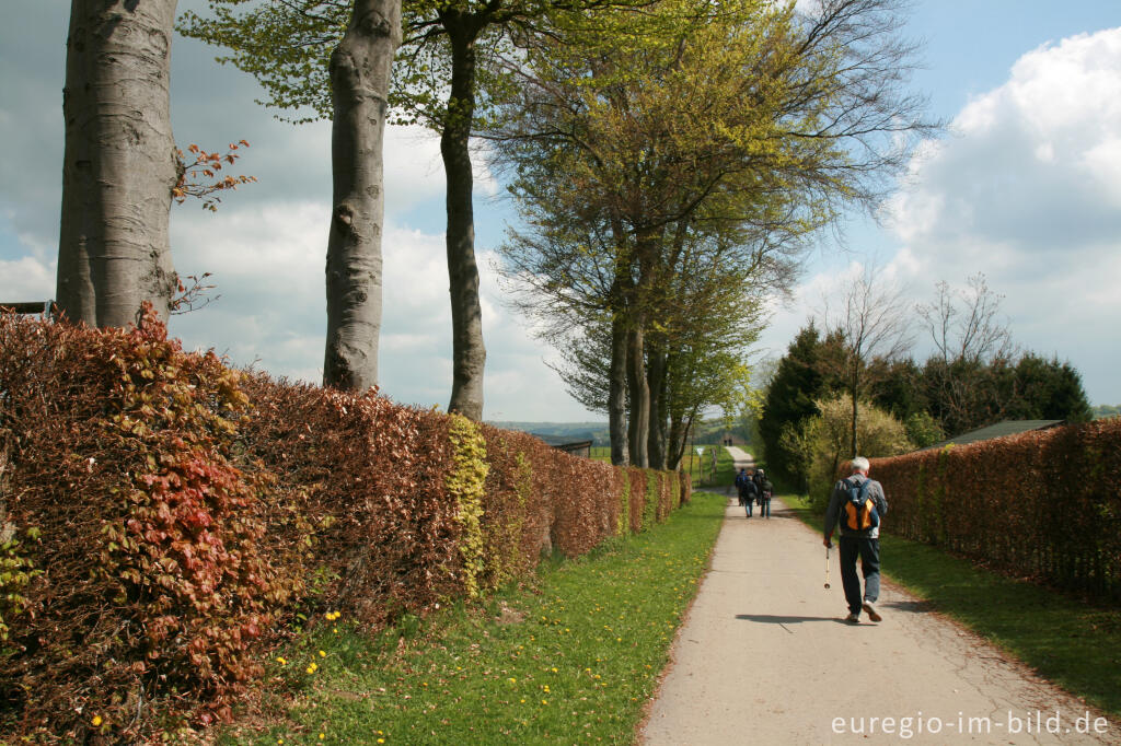 Auf dem Eifelsteig in Höfen