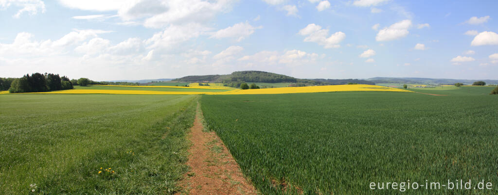 Auf dem Eifelsteig vom Wolfsbeuel zum Rother Kopf, Panoramabild