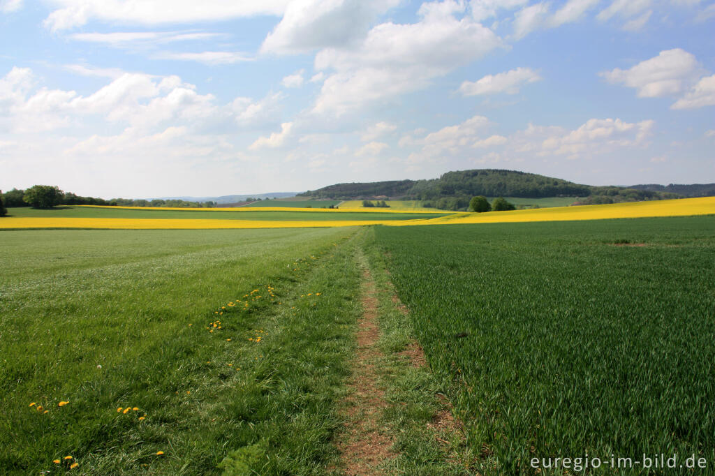 Detailansicht von Auf dem Eifelsteig vom Wolfsbeuel zum Rother Kopf