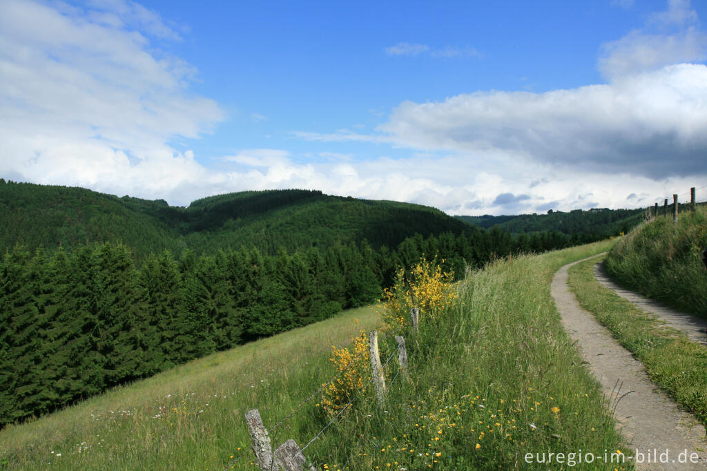 Detailansicht von Auf dem Eifelsteig zwischen Dedenborn und Einruhr