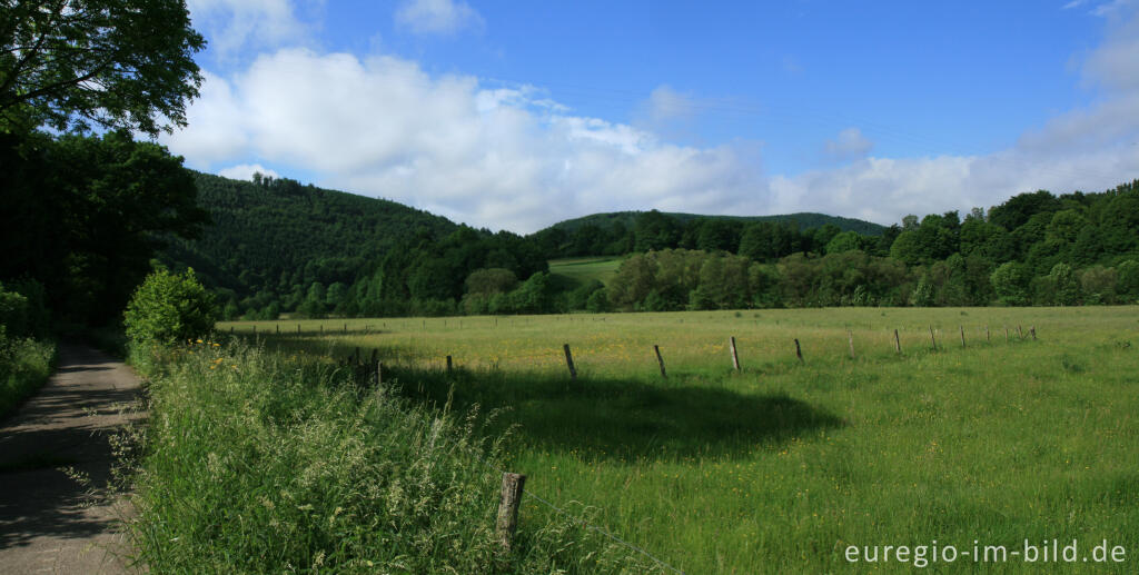 Detailansicht von Auf dem Eifelsteig zwischen Dedenborn und Einruhr