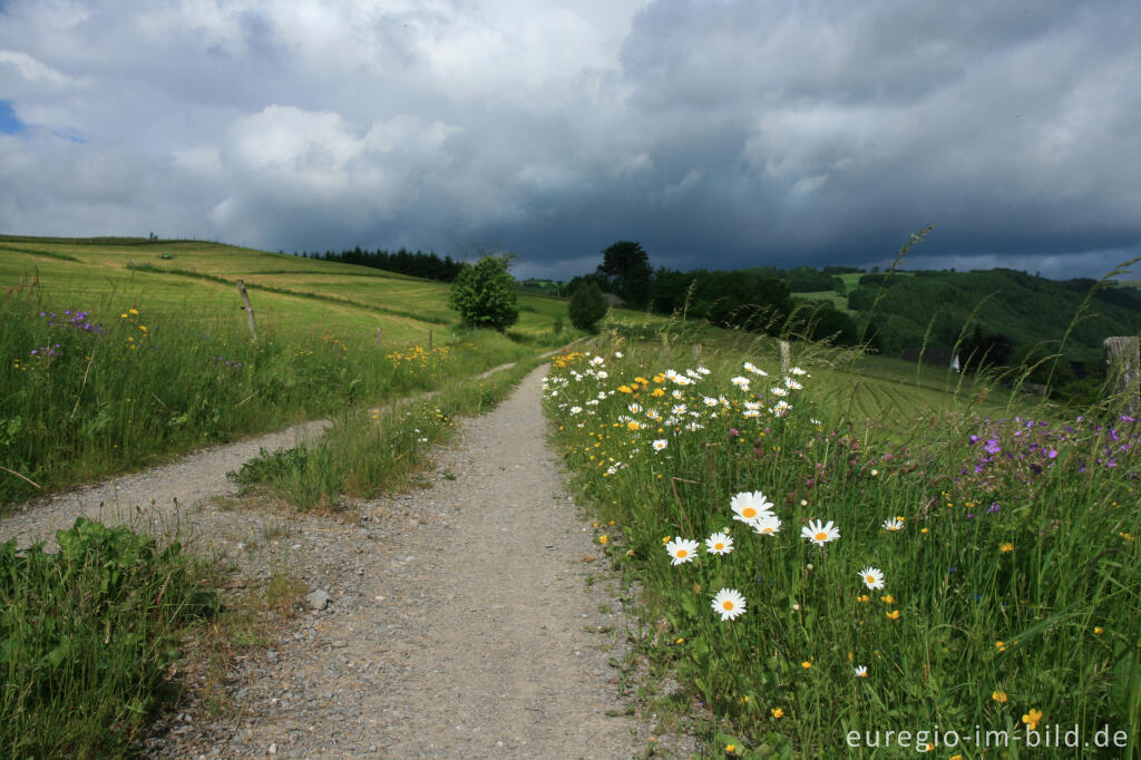 Detailansicht von Auf dem Eifelsteig zwischen Dedenborn und Einruhr