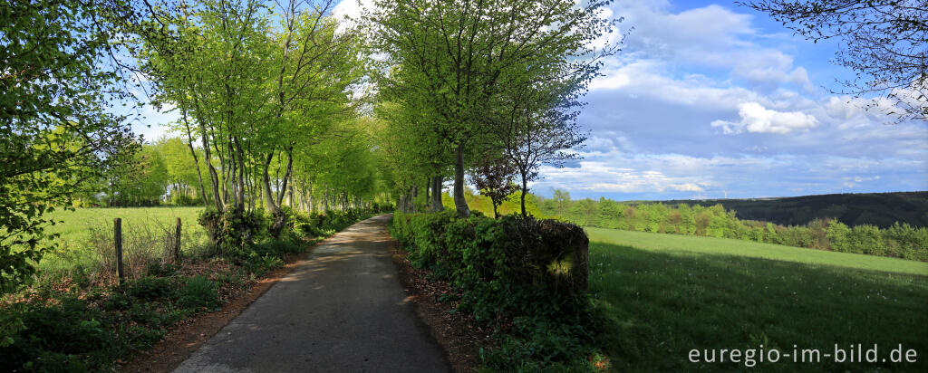 Detailansicht von Auf dem Flurheckenweg von Eicherscheid