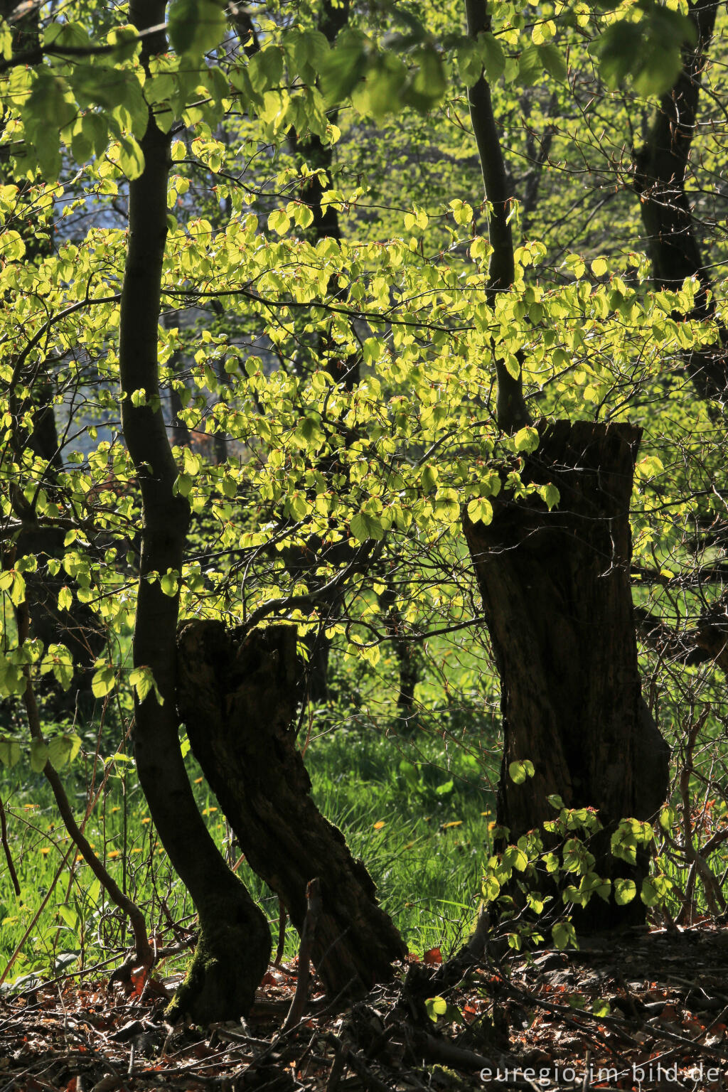 Detailansicht von Auf dem Flurheckenweg von Eicherscheid