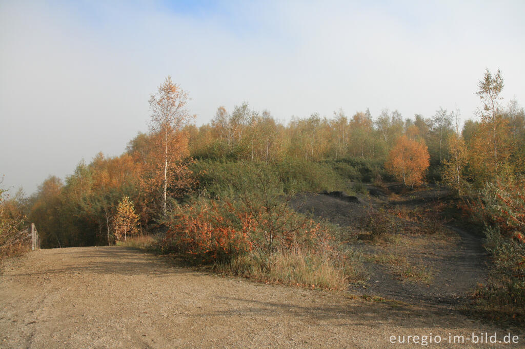 Detailansicht von Auf dem Gipfel der Bergehalde Adolf, Grube Adolf Park, Herzogenrat Merkstein