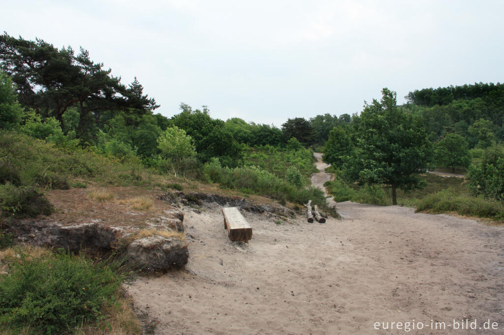 Detailansicht von Auf dem Heksenberg in der Schrieversheide (Brunssummerheide)