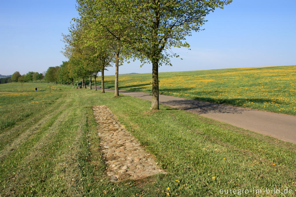 Detailansicht von Auf dem Hillesheimer Barfußpfad im Bolsdorfer Tälchen 