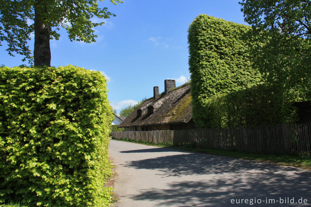 Detailansicht von Auf dem "Höfener Heckenweg", Monschau-Höfen 