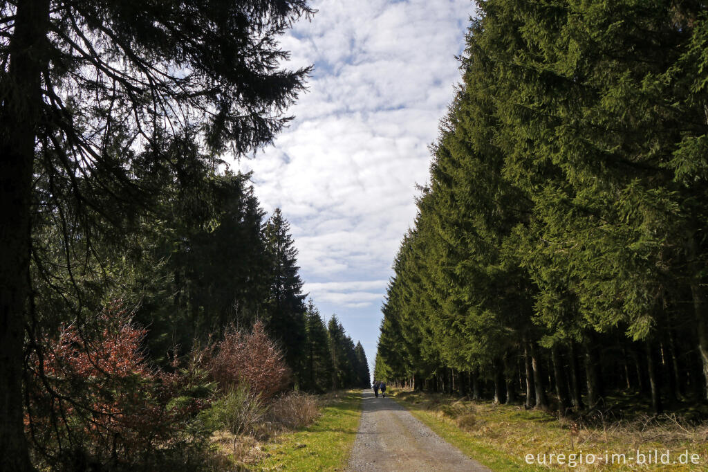 Detailansicht von Auf dem Narzissen-Wanderweg bei Höfen (Monschau)