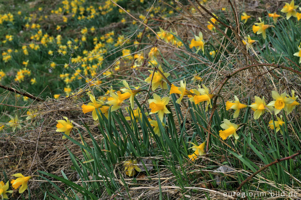 Detailansicht von Auf dem Narzissenrundweg im Perlenbach- und Fuhrtsbachtal