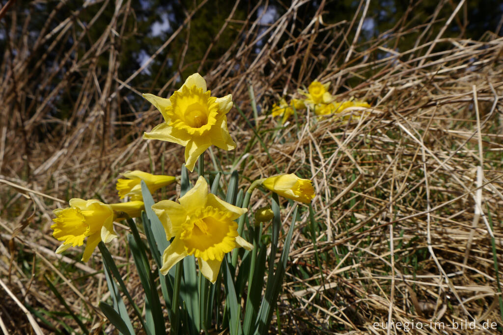 Detailansicht von Auf dem Narzissenrundweg im Perlenbach- und Fuhrtsbachtal