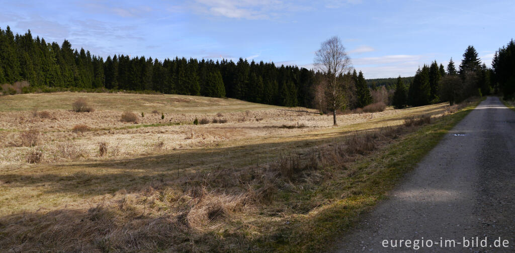 Detailansicht von Auf dem Narzissenrundweg im Perlenbach- und Fuhrtsbachtal