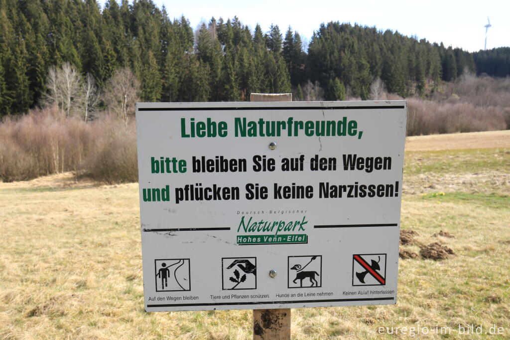 Detailansicht von Auf dem Narzissenrundweg im Perlenbach- und Fuhrtsbachtal