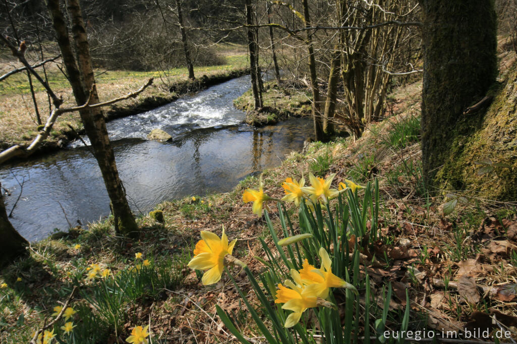 Detailansicht von Auf dem Narzissenrundweg im Perlenbach- und Fuhrtsbachtal