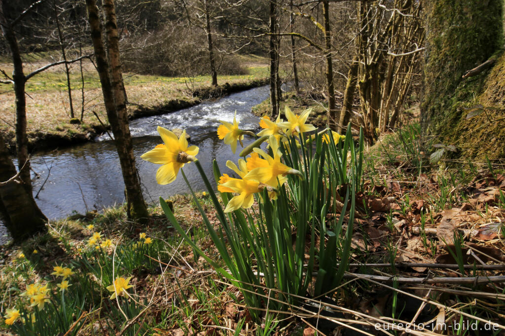 Detailansicht von Auf dem Narzissenrundweg im Perlenbach- und Fuhrtsbachtal