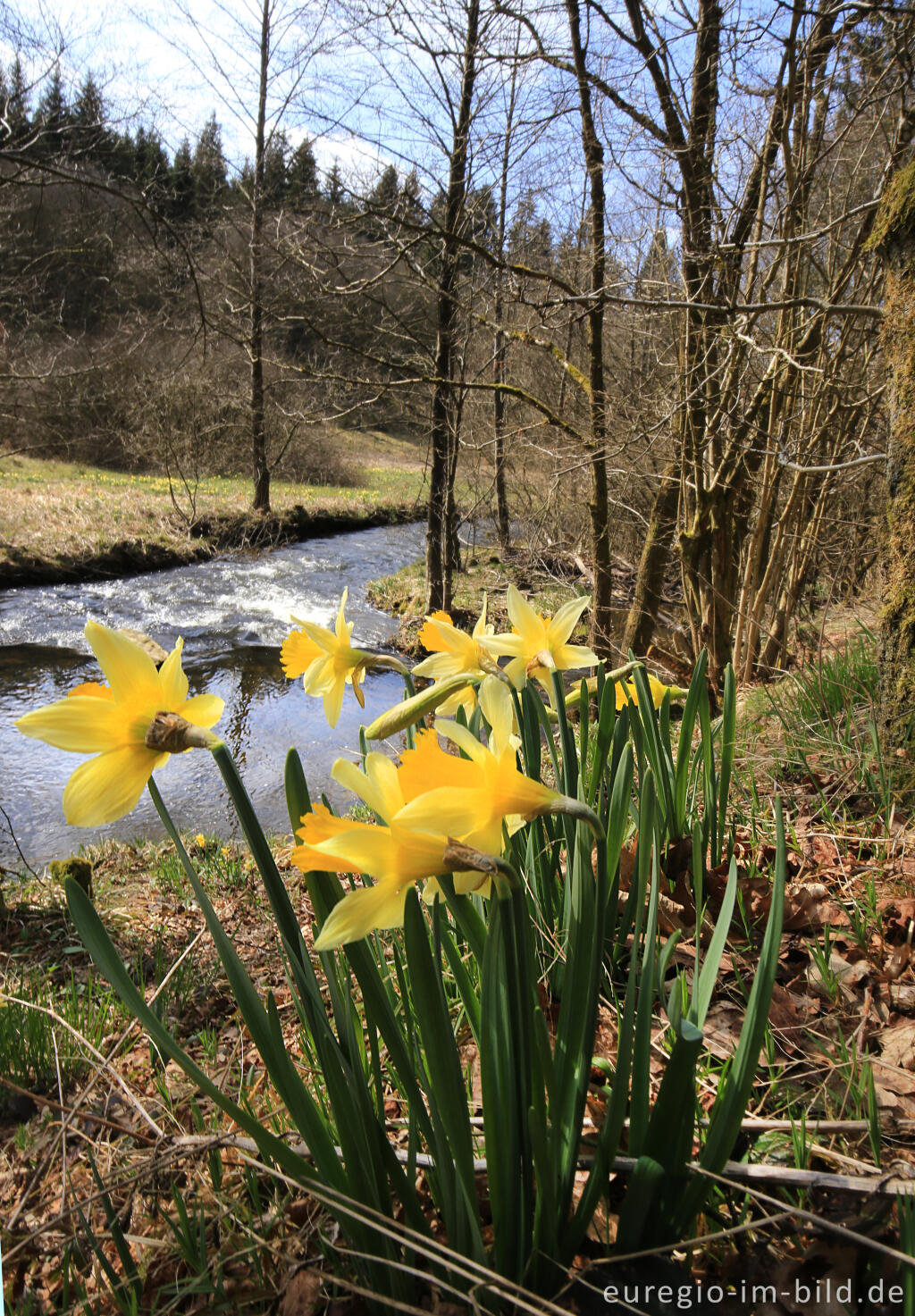 Detailansicht von Auf dem Narzissenrundweg im Perlenbach- und Fuhrtsbachtal