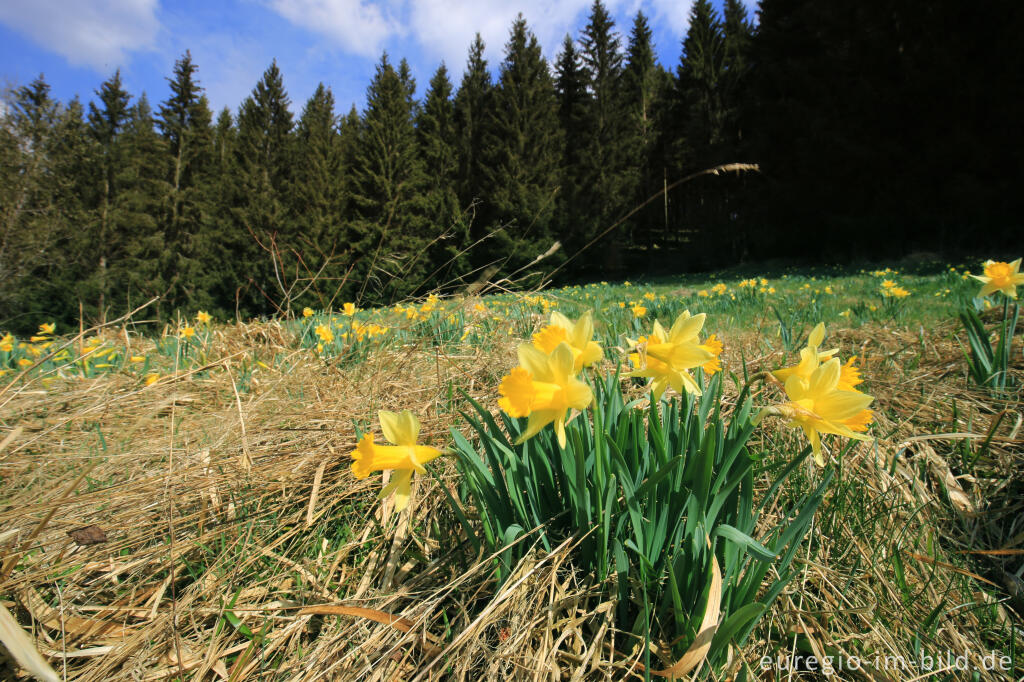 Detailansicht von Auf dem Narzissenrundweg im Perlenbach- und Fuhrtsbachtal