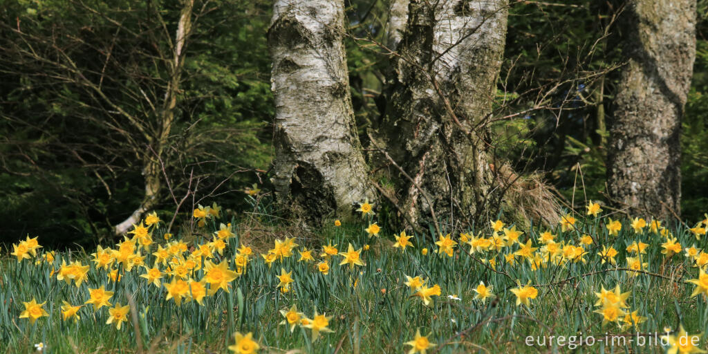 Detailansicht von Auf dem Narzissenrundweg im Perlenbach- und Fuhrtsbachtal