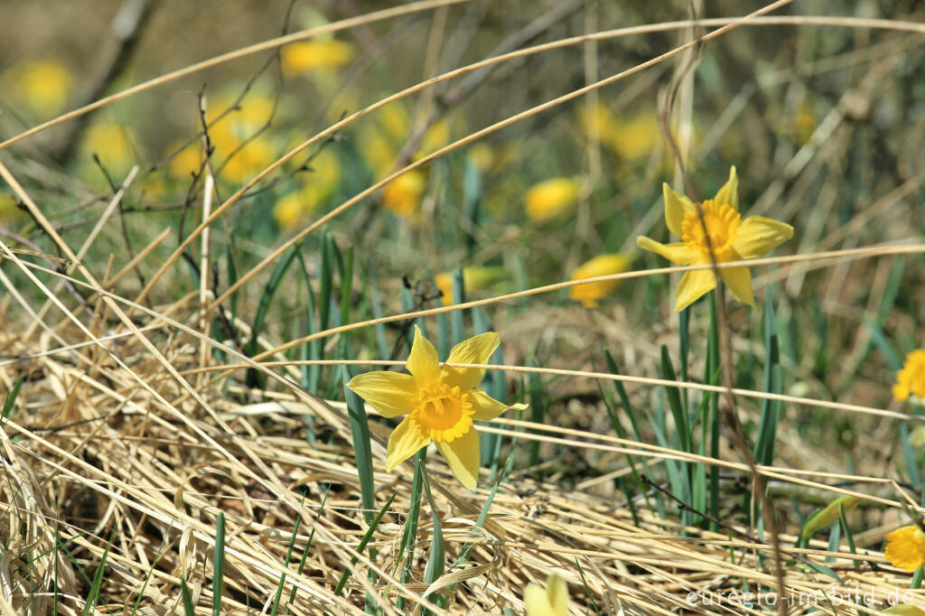 Detailansicht von Auf dem Narzissenrundweg im Perlenbach- und Fuhrtsbachtal