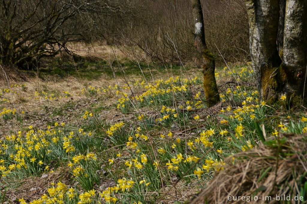 Detailansicht von Auf dem Narzissenrundweg im Perlenbach- und Fuhrtsbachtal