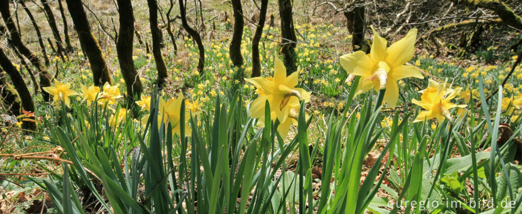 Detailansicht von Auf dem Narzissenrundweg im Perlenbach- und Fuhrtsbachtal