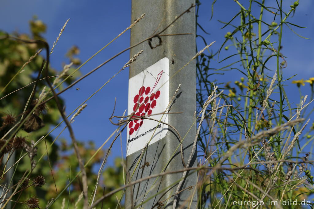 Detailansicht von Auf dem Rotweinwanderweg im Ahrtal