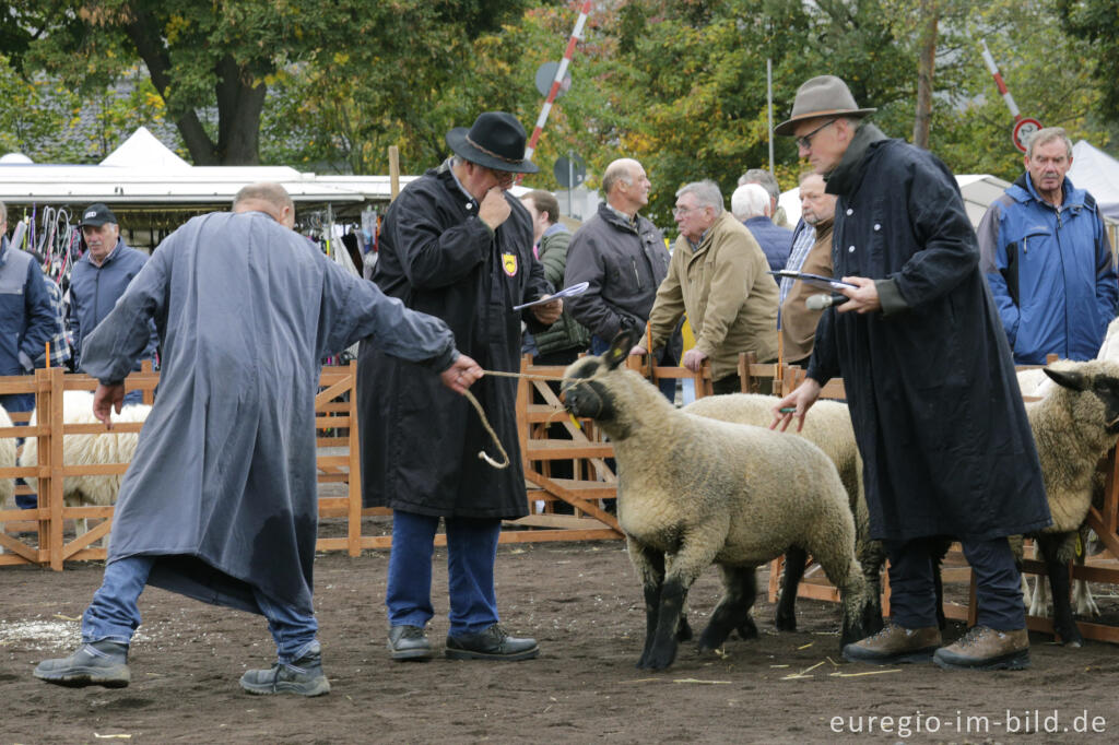 Detailansicht von Auf dem Schafmarkt in Mayen