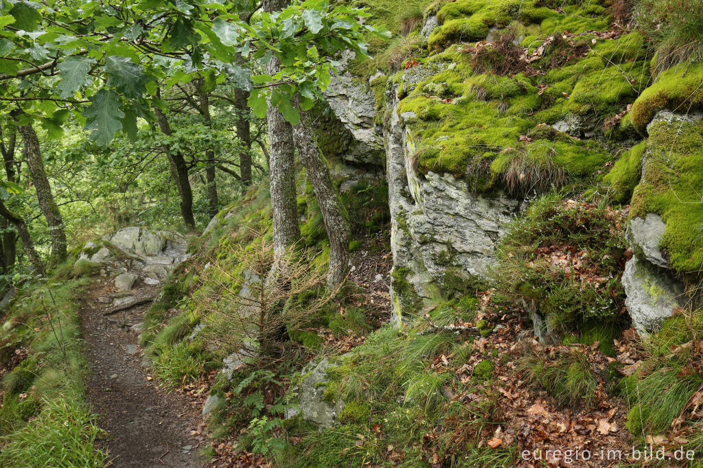 Detailansicht von Auf dem Schöpfungspfad bei Erkensruhr