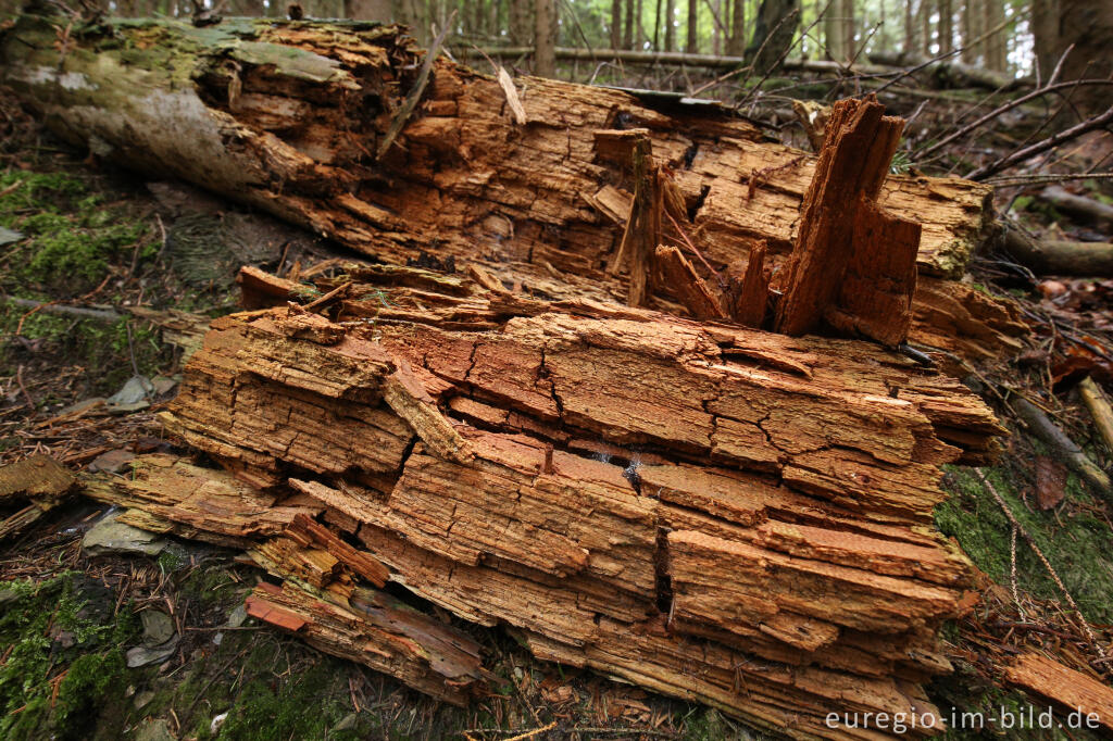 Detailansicht von Auf dem Schöpfungspfad bei Erkensruhr