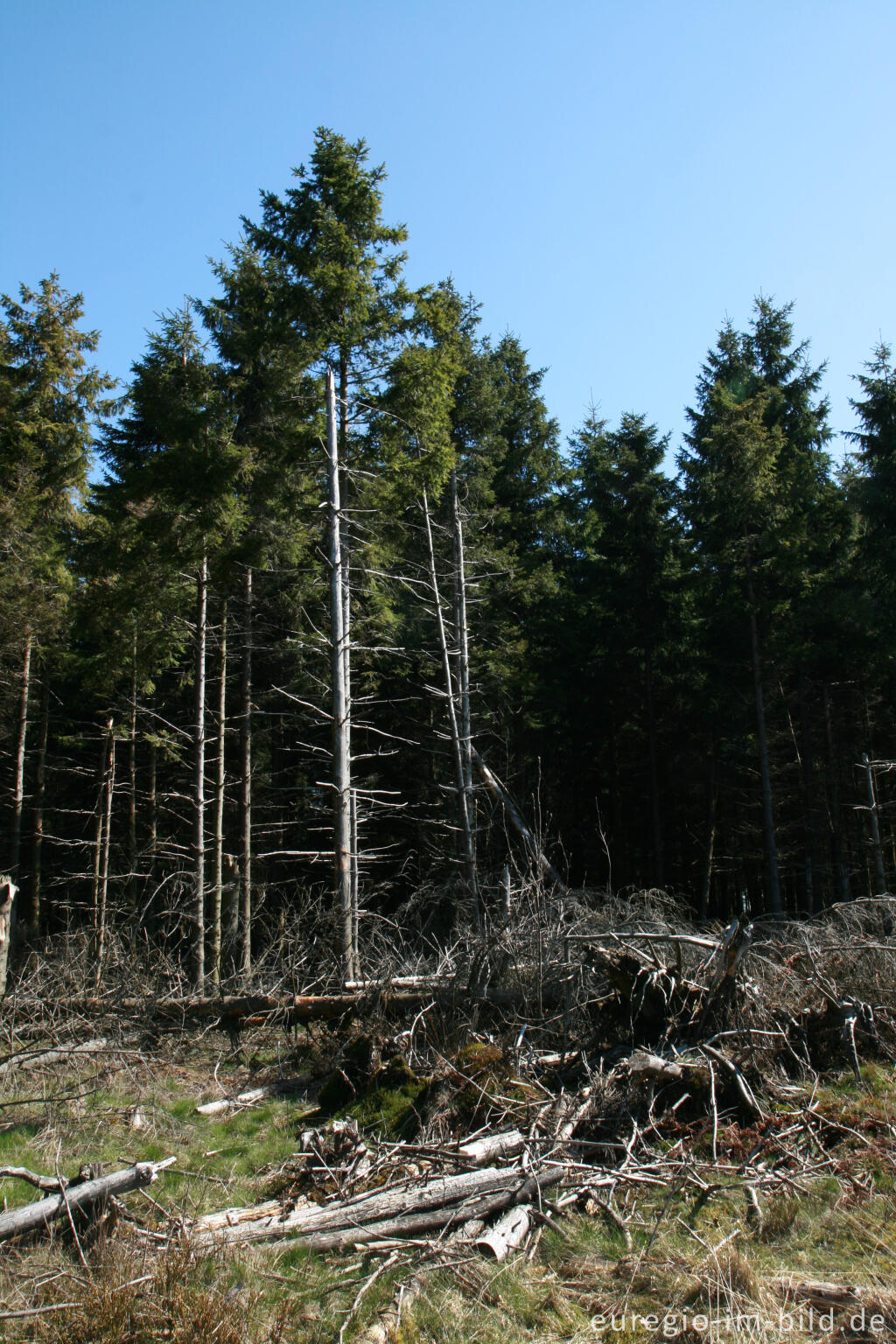 Detailansicht von Auf dem Steling bei Mützenich