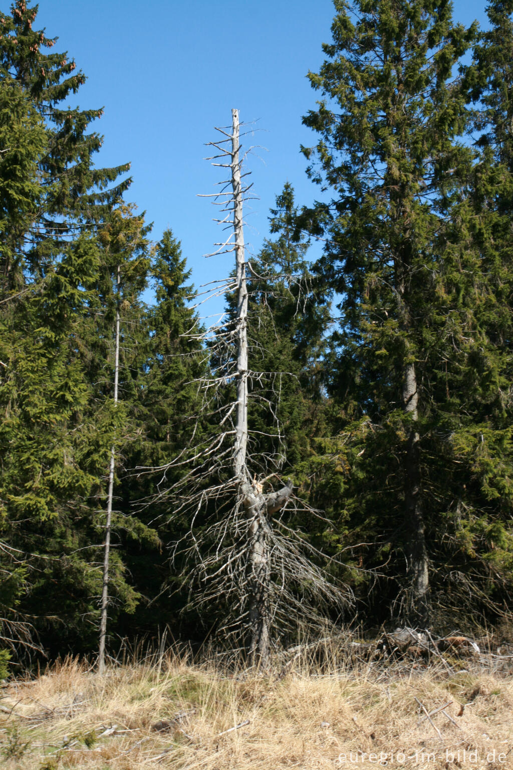 Detailansicht von Auf dem Steling, nördlich von Mützenich