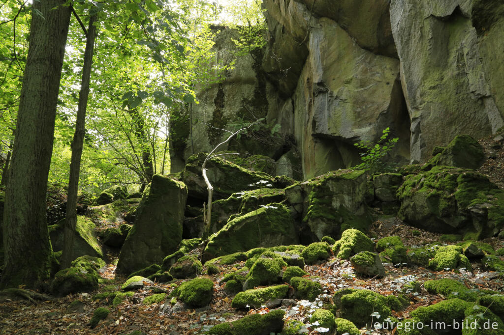 Detailansicht von Auf dem Stenzelberg im Siebengebirge