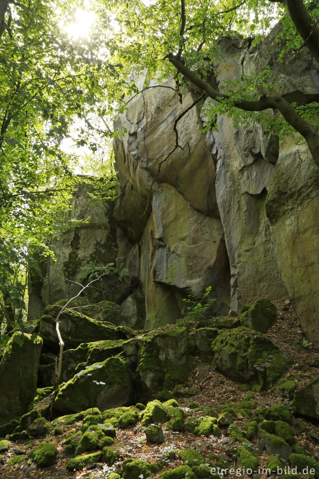 Detailansicht von Auf dem Stenzelberg im Siebengebirge