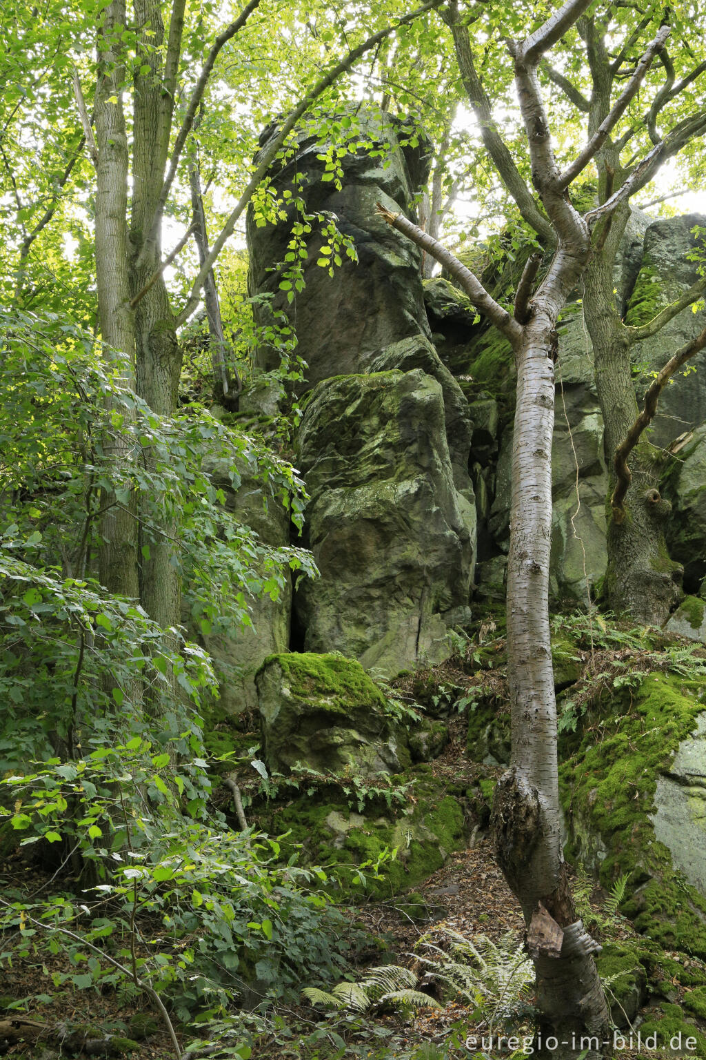 Detailansicht von Auf dem Stenzelberg im Siebengebirge