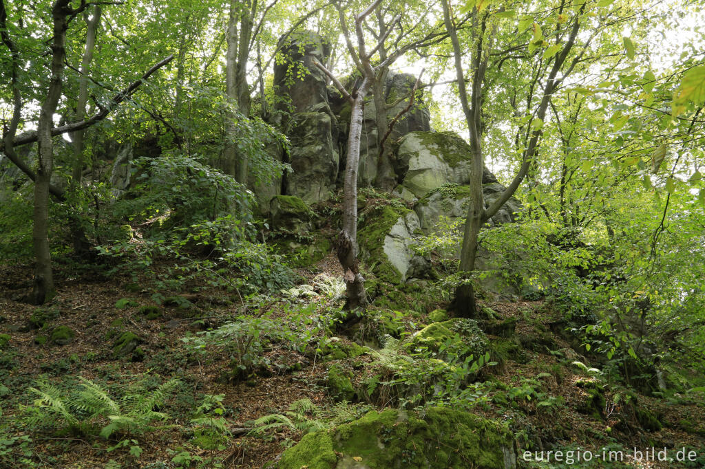 Detailansicht von Auf dem Stenzelberg im Siebengebirge