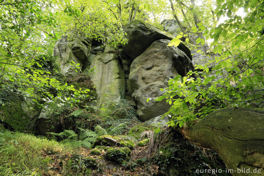 Detailansicht von Auf dem Stenzelberg im Siebengebirge