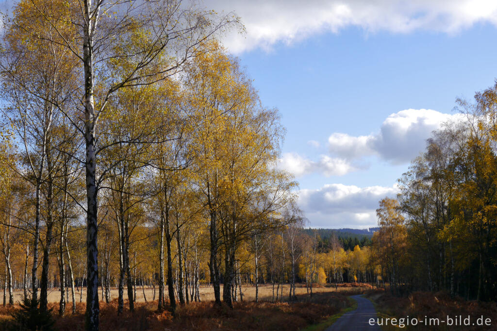 Detailansicht von Auf dem Struffelt bei Roetgen