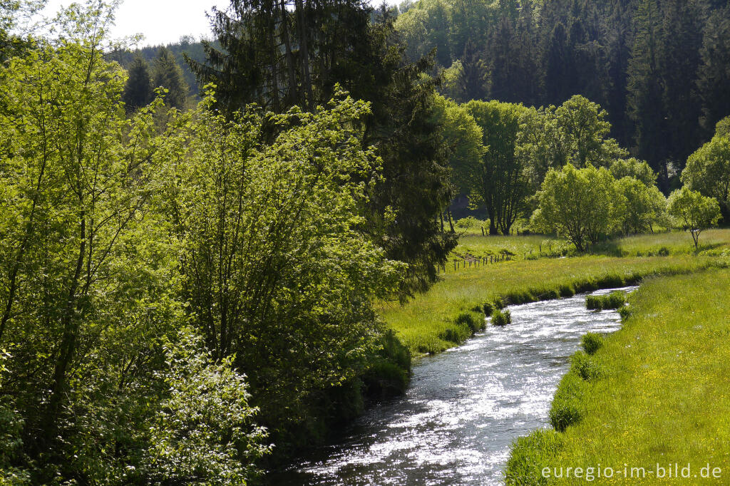 Detailansicht von Auf dem südlichen Abscnitt des Vennbahn-Radwegs, RAVeL L47, entlang der Braunlauf