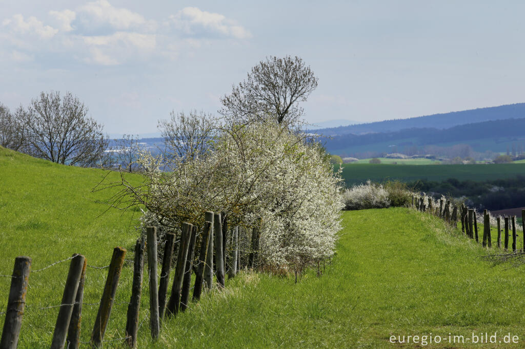 Detailansicht von Auf dem Tötschberg bei Floisdorf