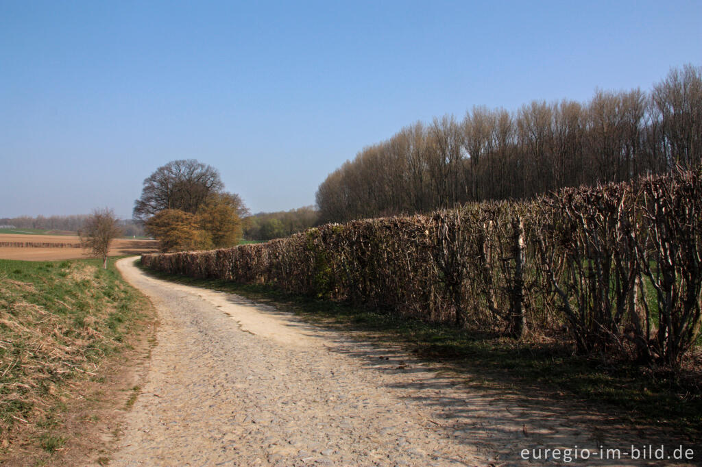 Detailansicht von Auf dem Weißen Weg im Heyder Ländchen bei Aachen Horbach