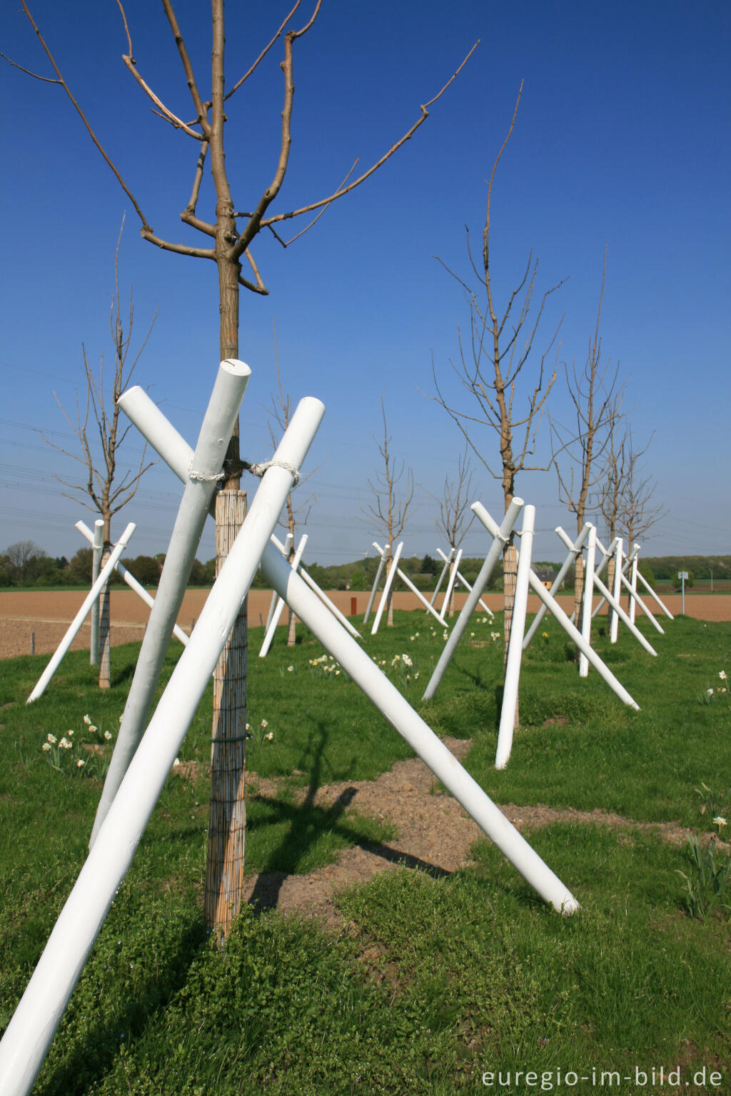 Detailansicht von Auf dem Weißen Weg, Maulbeerhügel 