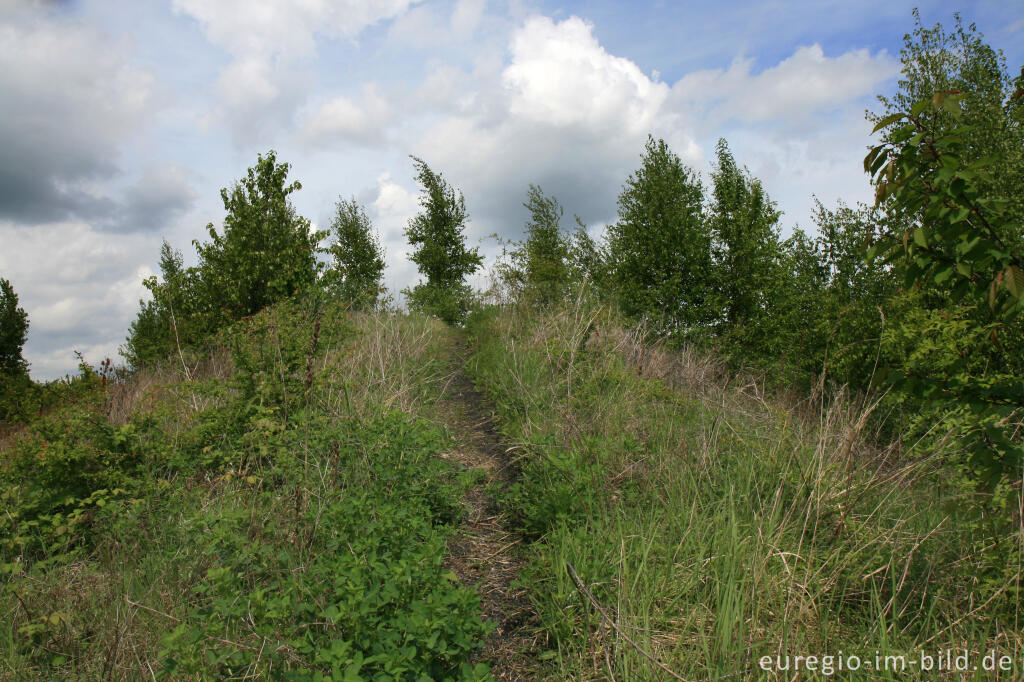 Detailansicht von Auf der Bergehalde Wilsberg