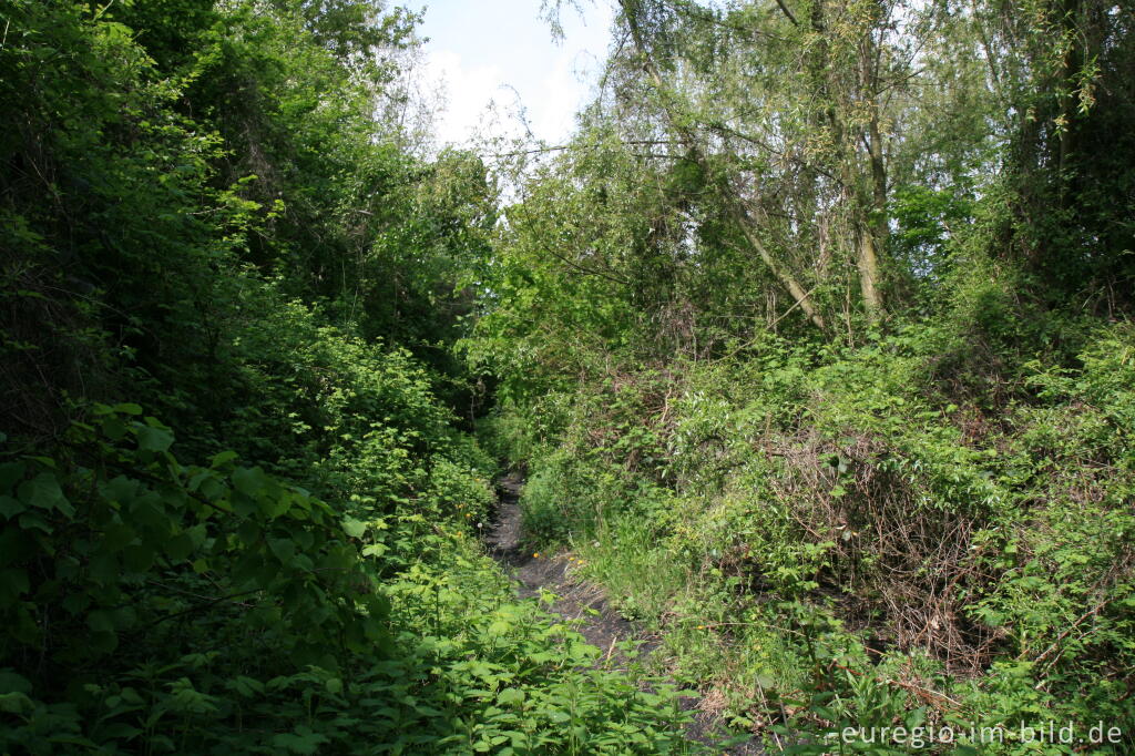 Detailansicht von Auf der Bergehalde Wilsberg