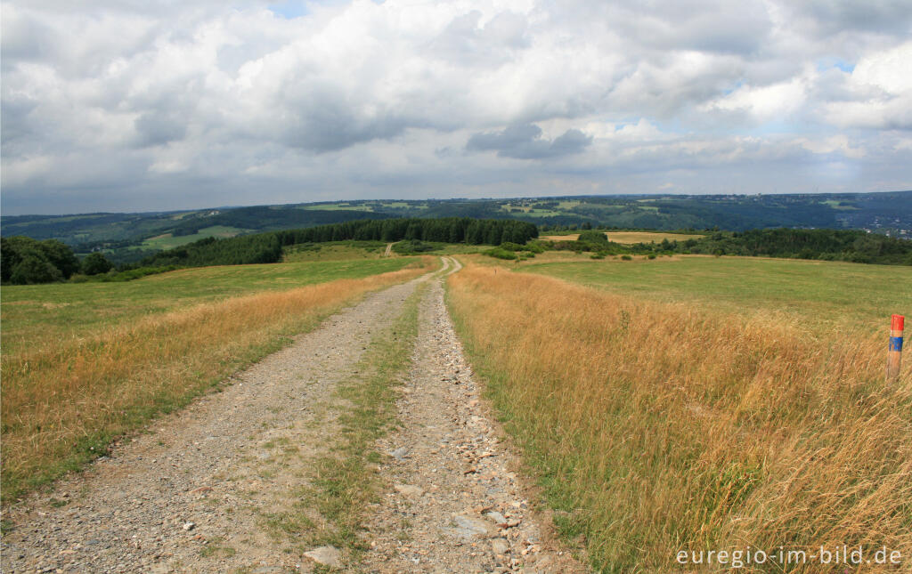 Detailansicht von Auf der Dreiborner Hochfläche