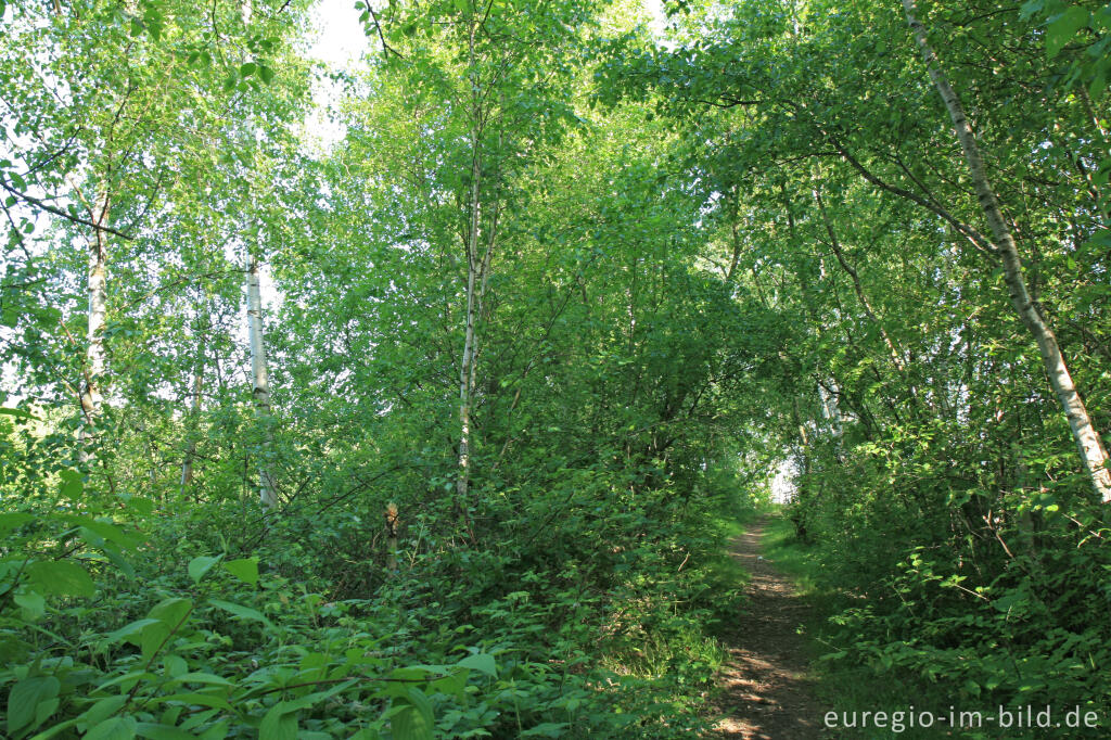 Detailansicht von Auf der großen Kalkhalde, Kalkhaldenpark Würselen