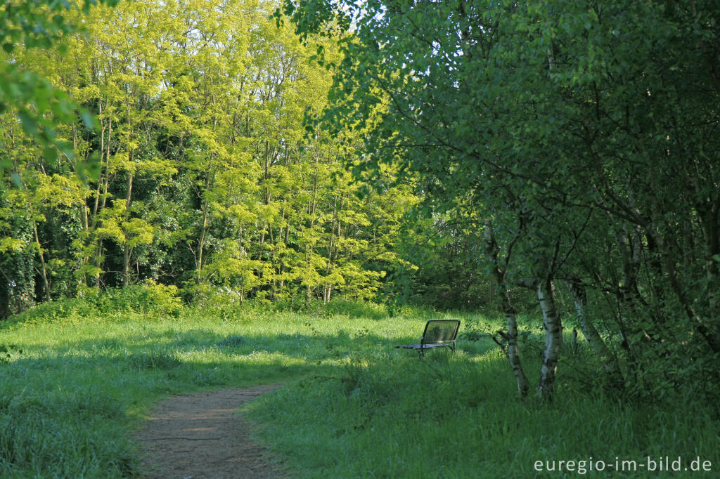 Detailansicht von Auf der großen Kalkhalde, Kalkhaldenpark Würselen