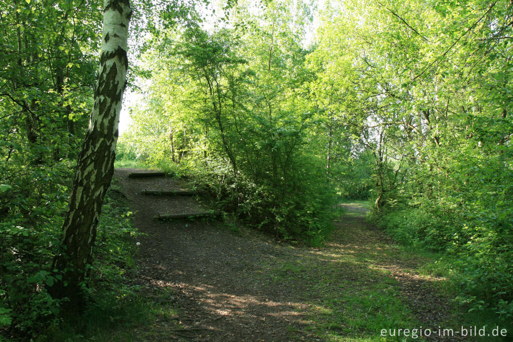 Detailansicht von Auf der großen Kalkhalde, Kalkhaldenpark Würselen